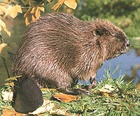 beaver